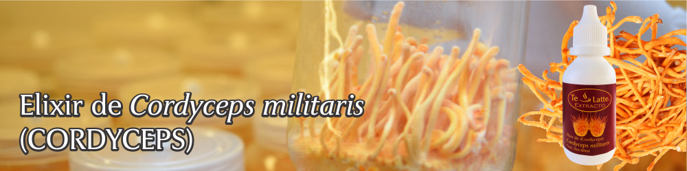 Te Latte CaféElixir de Cordyceps militaris (CORDYCEPS)